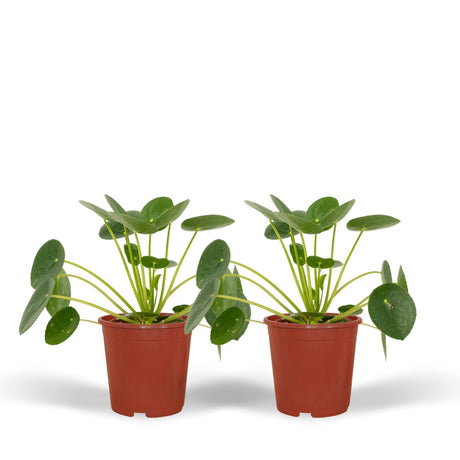 Livraison plante Pilea Peperomiodes - Lot de 2