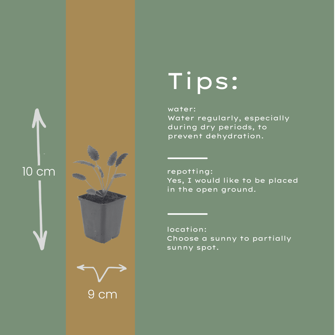 Livraison plante Pimprenelle officinale Tanna