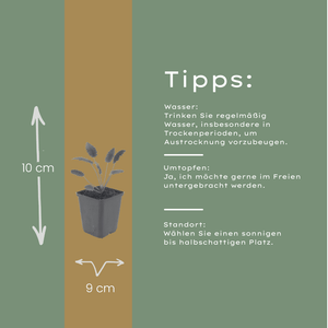 Livraison plante Pimprenelle officinale Tanna