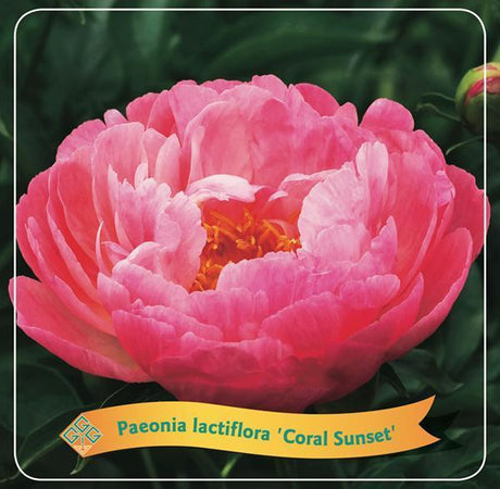 Livraison plante Pivoine Lactiflora 'Coral Sunset' corail