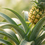 Livraison plante Plante ananas