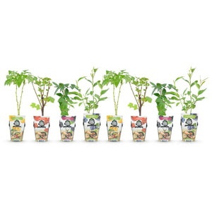 Livraison plante Plantes de baies Rainbow – Lot de 8 – Pot 9 cm