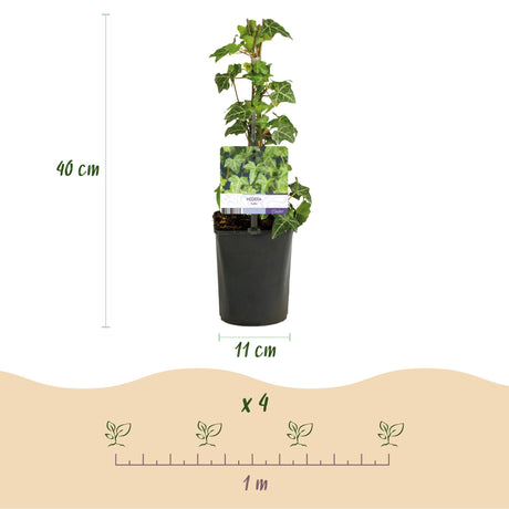 Livraison plante Plantes grimpantes – Lot de 4 – Pot 11 cm – Hauteur 40 cm