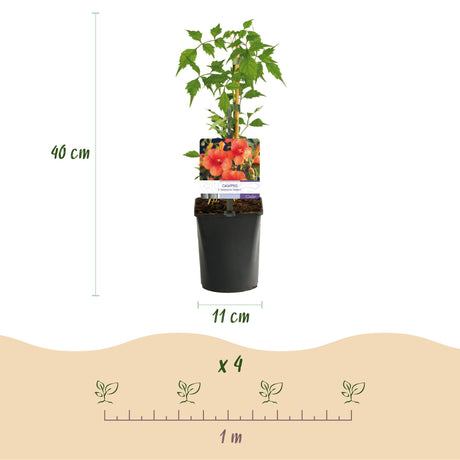 Livraison plante Plantes grimpantes – Lot de 4 – Pot 11 cm – Hauteur 40 cm