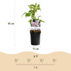 Livraison plante Plantes grimpantes – Lot de 4 – Pot 11 cm – Hauteur 40 cm