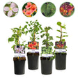 Livraison plante Plantes grimpantes – Lot de 4 – Pot 11 cm – Hauteur 40 cm