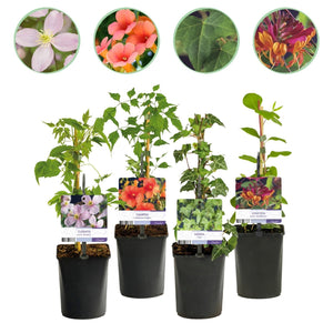 Livraison plante Plantes grimpantes – Lot de 4 – Pot 11 cm – Hauteur 40 cm