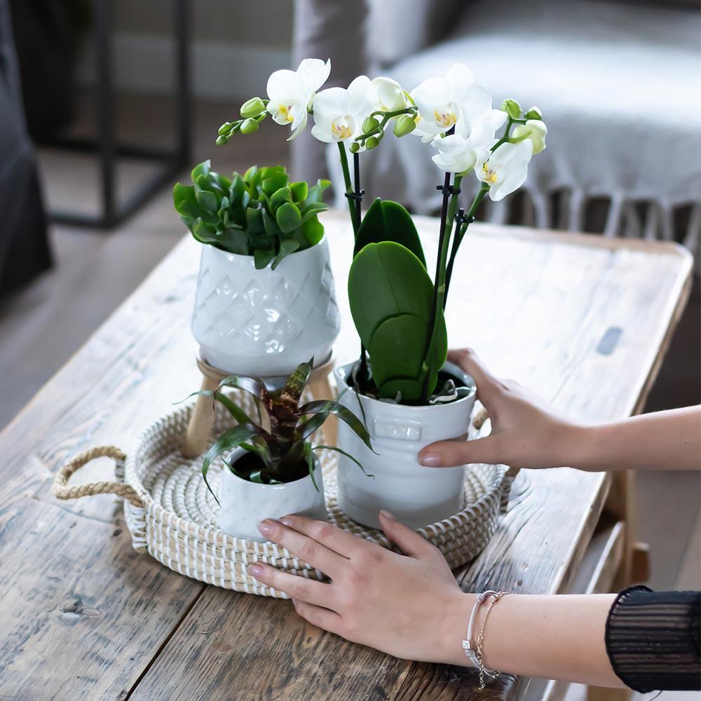 Livraison plante Plateau tressé blanc - Accessoire déco