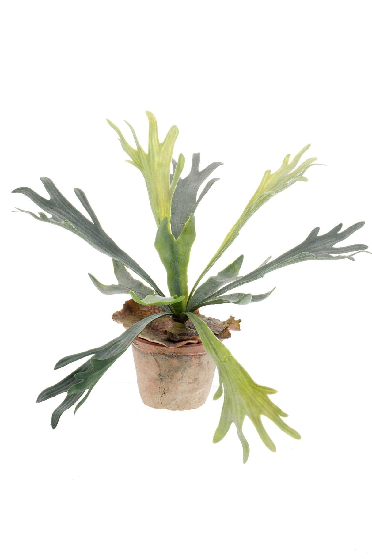 Livraison plante Platycerium plante artificielle - h33cm, Ø15cm