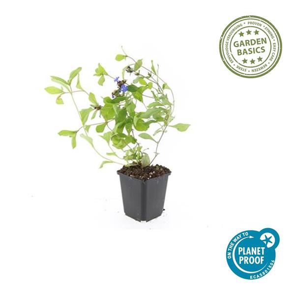 Livraison plante Plumbago de Chine