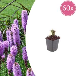 Livraison plante Plume du kansas Liatris spicata