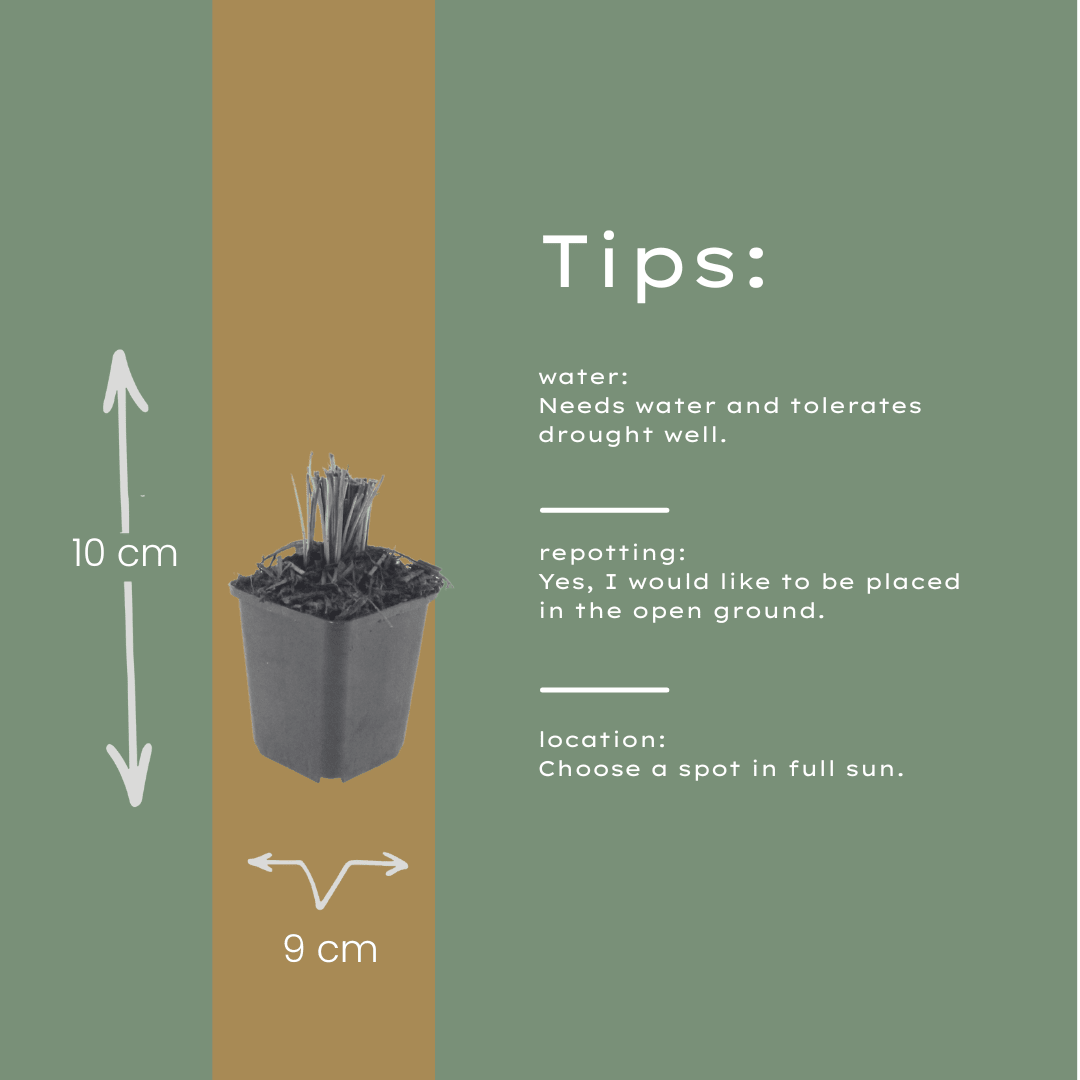 Livraison plante Plume du kansas Liatris spicata