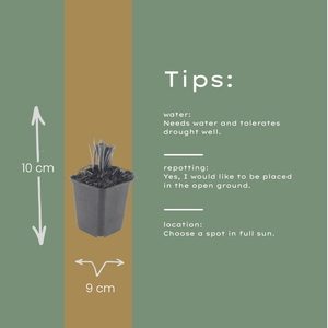 Livraison plante Plume du kansas Liatris spicata