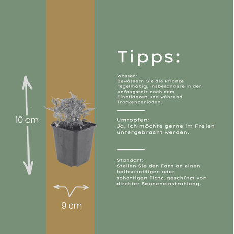 Livraison plante Polypode fougère