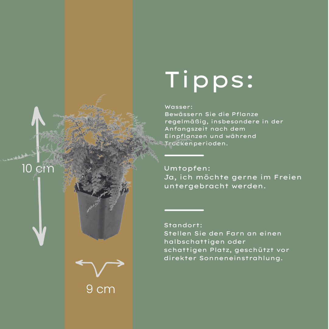 Livraison plante Polystichum fougère à peigne