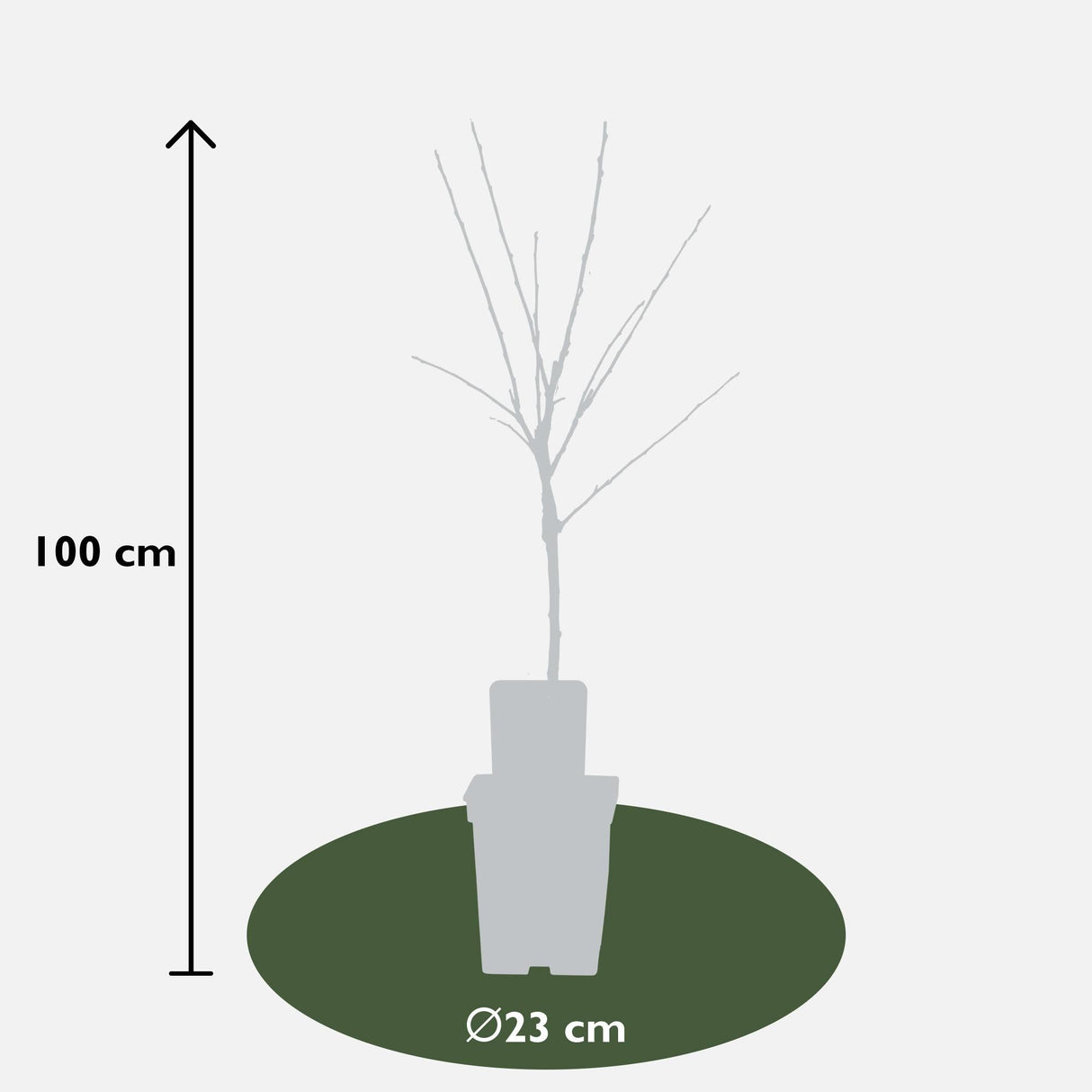 Livraison plante Pommier Malus mix Lot de 2 - ↨100cm - Ø23 - arbre fruitier