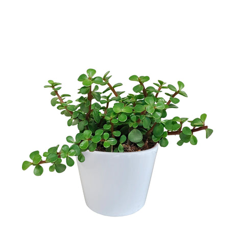 Livraison plante Portulacaria afra - en pot blanc