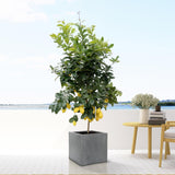 Livraison plante Pot Block gris 50cm