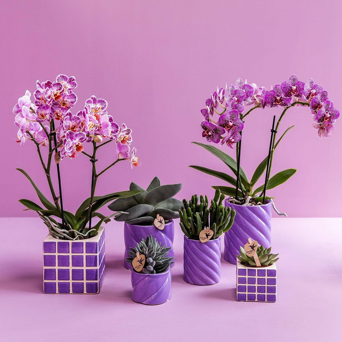 Livraison plante Pot décoratif Candy lilas