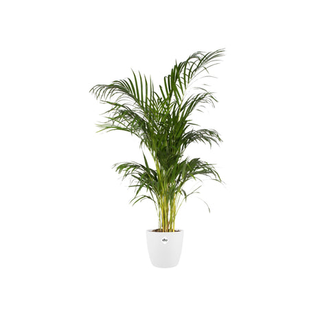 Livraison plante Pot elho Brussels Rond Blanc 20 cm