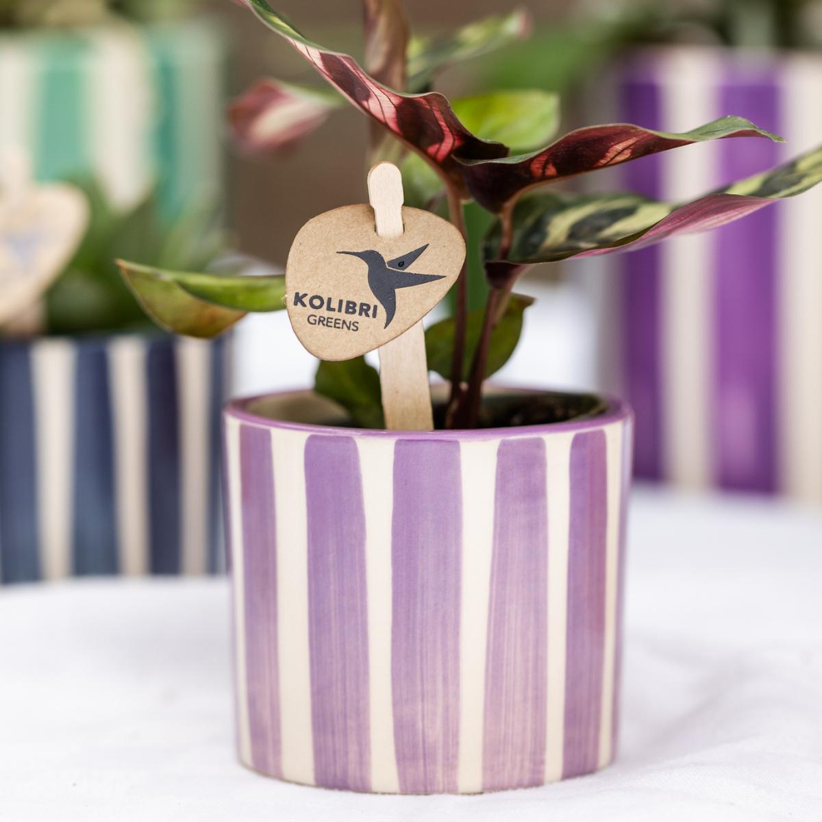 Livraison plante Pot en céramique lilas à rayures