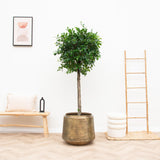 Livraison plante Pot Indigo Vintage Or 46 cm