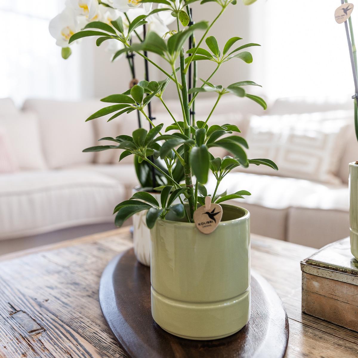 Livraison plante Pot Pastel Vert Doux - Style Élégant