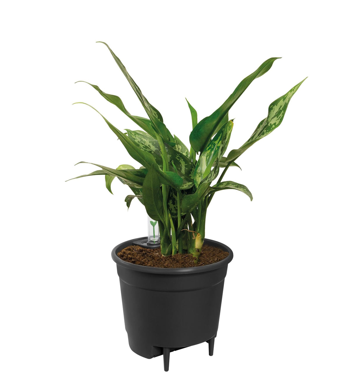 Livraison plante Pot réservoir d'eau noir d33cm