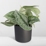 Livraison plante Pothos Scindapsus Pictus Epipremnum h15cm