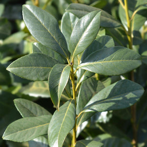 Livraison plante Prunus laurocerasus Caucasica – Lot de 8 – Hauteur 30 - 35 cm