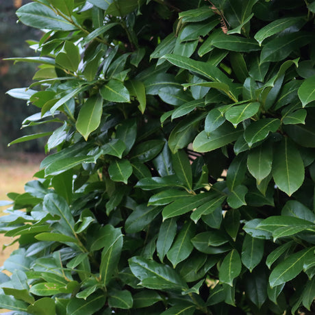 Livraison plante Prunus laurocerasus Caucasica – Lot de 8 – Hauteur 30 - 35 cm