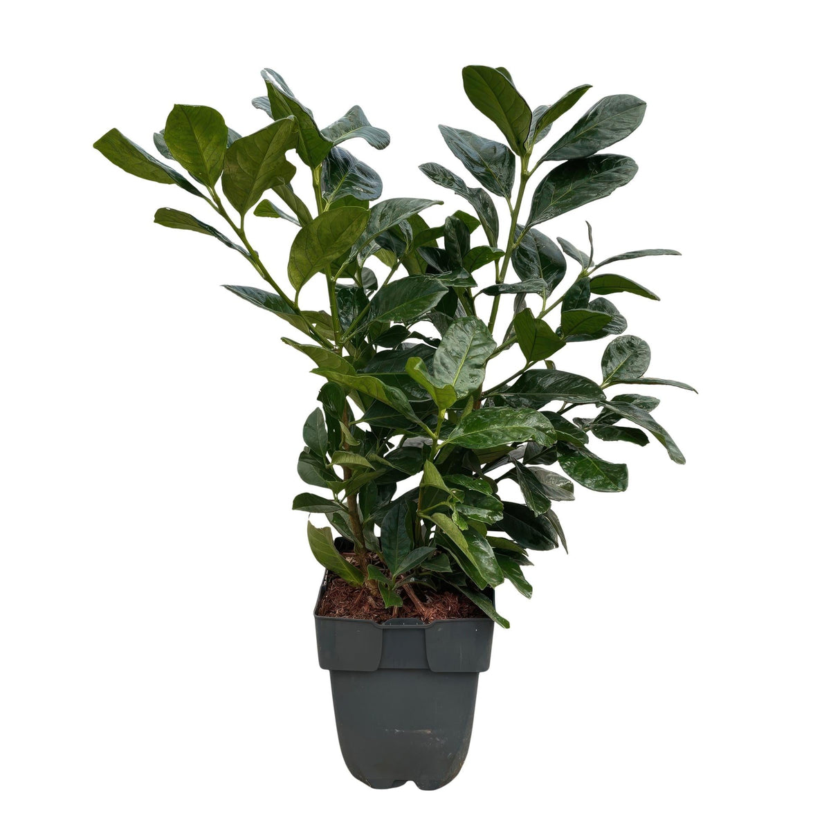 Livraison plante Prunus laurocerasus Etna – Lot de 6 – Hauteur 50 cm