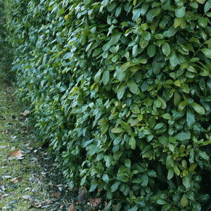 Livraison plante Prunus laurocerasus Etna – Lot de 6 – Hauteur 50 cm