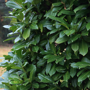 Livraison plante Prunus laurocerasus Novita – Lot de 6 – Pot 17 cm