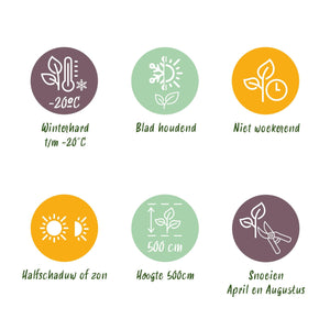 Livraison plante Prunus laurocerasus Novita – Lot de 6 – Pot 17 cm