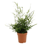 Livraison plante Pteris Evergreen