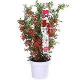 Livraison plante Pyracantha coccinea 'Red Star'