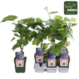 Livraison plante Raisin Bio