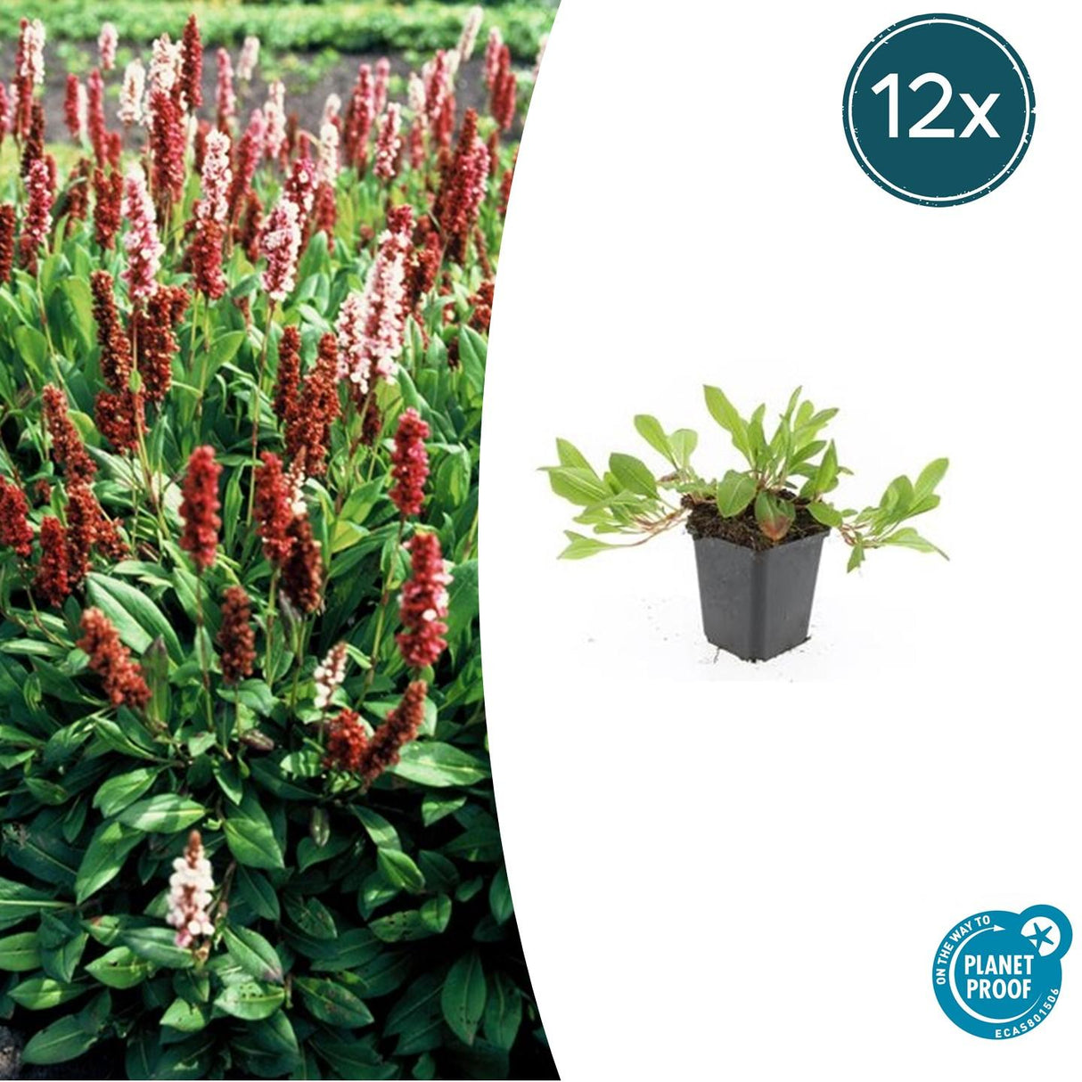 Livraison plante Renouée 'Darjeeling Red'