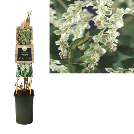 Livraison plante Renouée grimpante - Fallopia aubertii d17cm h75cm