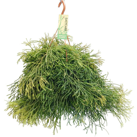 Livraison plante Rhipsalis Clavata