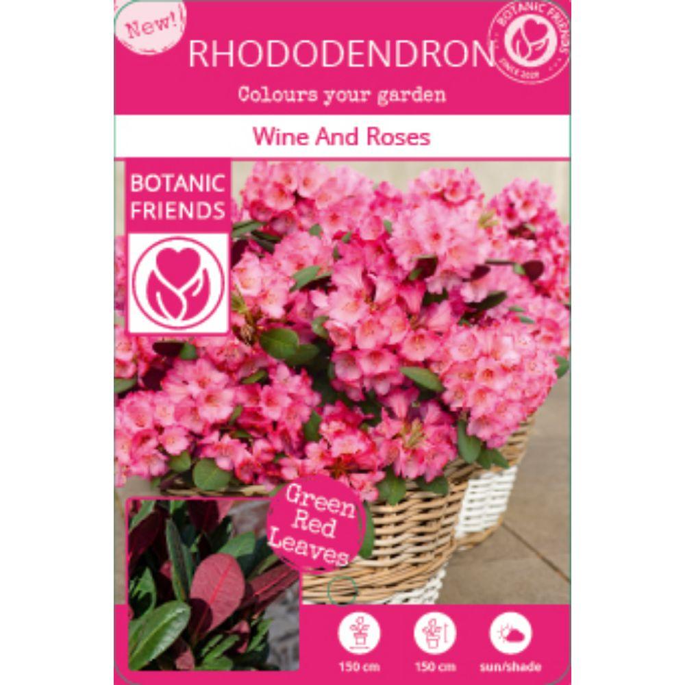Livraison plante Rhododendron 'Wine & Roses'® - ↨20cm - Ø13cm - arbuste fleuri