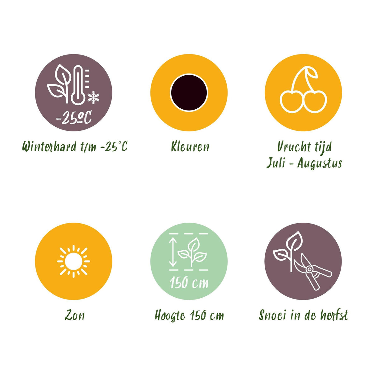 Livraison plante Ribes Jostabes – Lot de 3 – Pot 9 cm