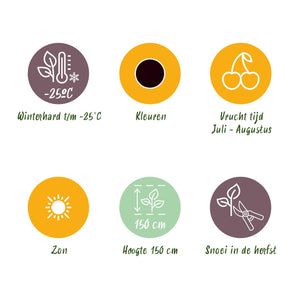 Livraison plante Ribes Jostabes – Lot de 3 – Pot 9 cm