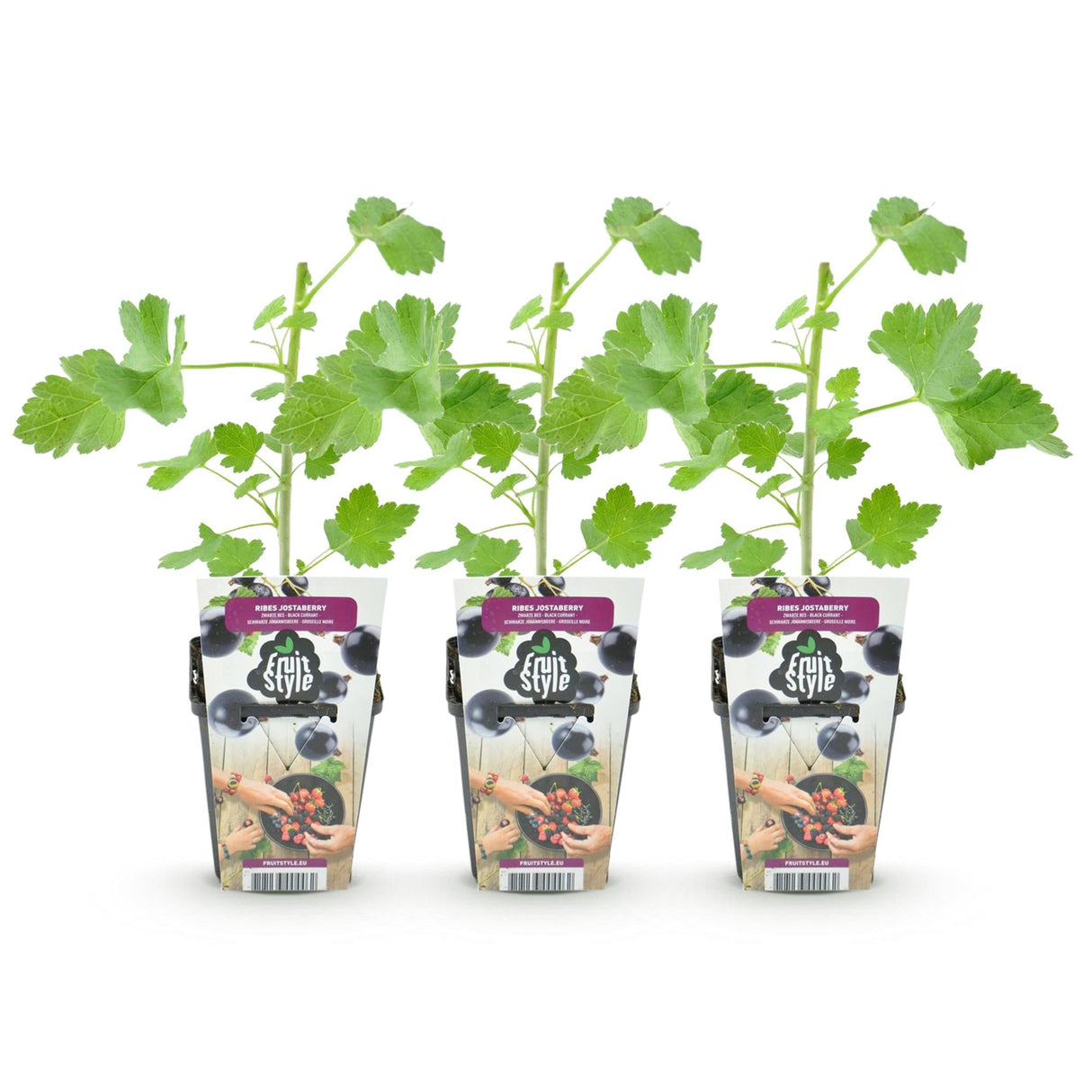 Livraison plante Ribes Jostabes – Lot de 3 – Pot 9 cm