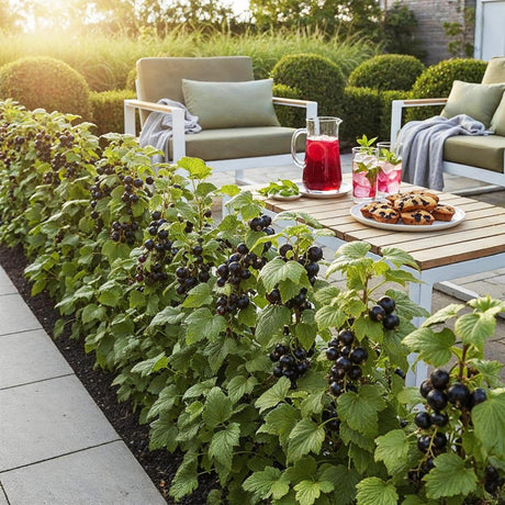 Livraison plante Ribes Jostabes – Lot de 3 – Pot 9 cm