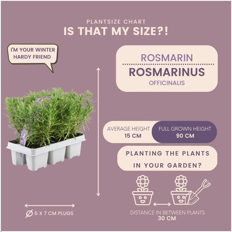 Livraison plante Romarin - 12 packs de 6