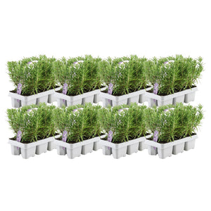 Livraison plante Romarin - 8 packs de 6