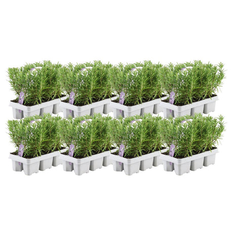 Livraison plante Romarin - 8 packs de 6