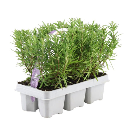 Livraison plante Romarin - Lot de 6